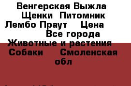 Венгерская Выжла. Щенки. Питомник Лембо Праут. › Цена ­ 35 000 - Все города Животные и растения » Собаки   . Смоленская обл.